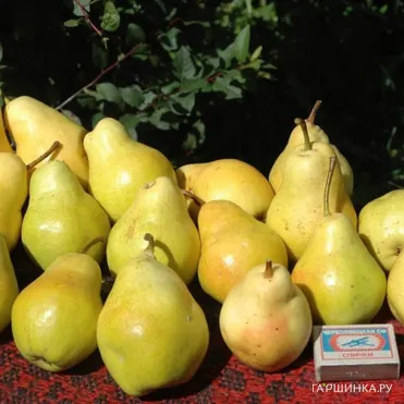 Груша Лада