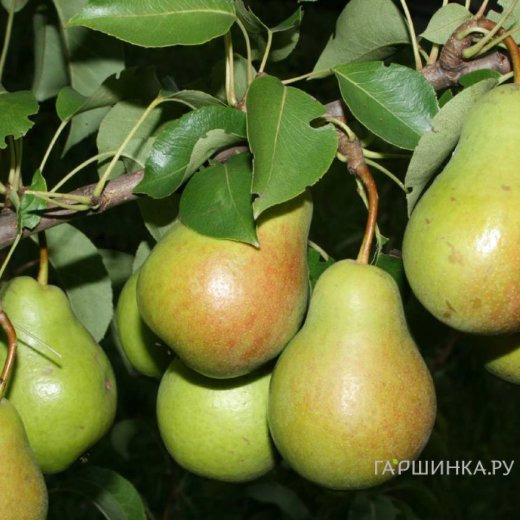 Груша Чижовская