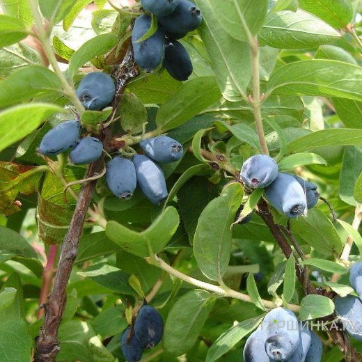 Жимолость Сибирячка