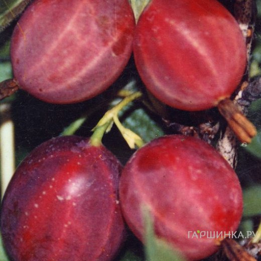 Крыжовник Русский