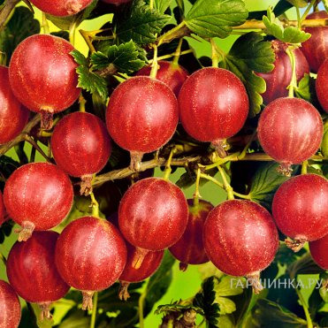 Крыжовник Сеянец Лефора