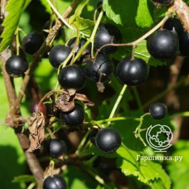 Смородина Детскосельская черная