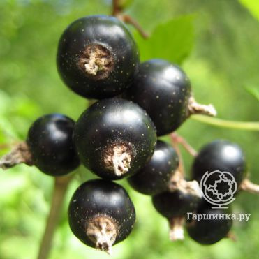 Смородина Загадка черная (крупная ягода)
