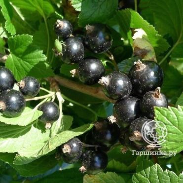 Смородина Селеченская черная (очень крупная ягода)