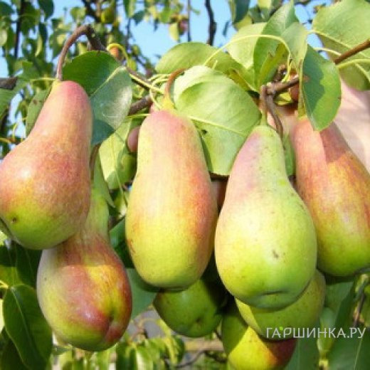 Груша Красавица Черненко (Русская красавица)