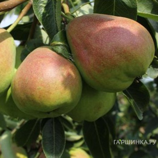 Груша Нерусса