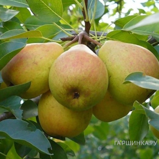 Груша Память Жегалова