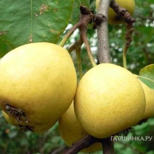 Груша Скороспелка из Мичуринска