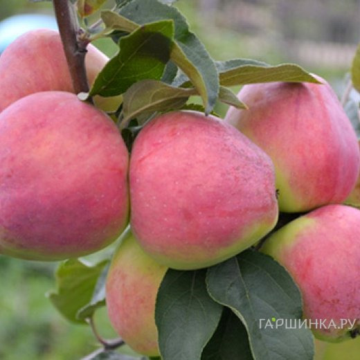 Яблоня Кандиль Орловский