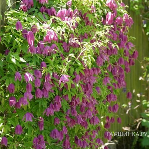 Клематис (Ломонос) альпийский рубиновый (1)