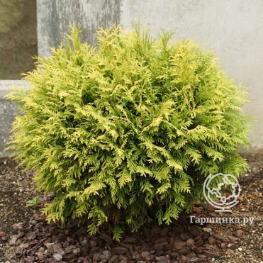 Туя шаровидная Голден Глобе