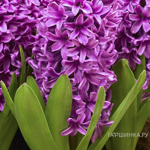 Гиацинт Мисс Сайгон 3шт