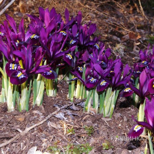 Ирис Джей Эс Дийт 15 шт