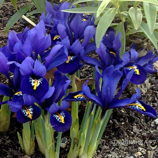 Ирис Гармония 10 шт