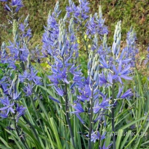 Камассия квамаш 10 шт