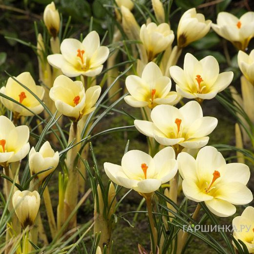 Крокус Крим Бьюти 15 шт