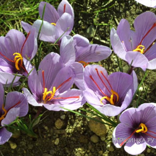 Крокус Сативус 10 шт