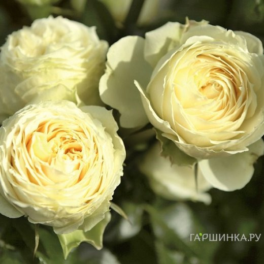 Роза Лемон Рококо флорибунда, Тантау (лиц)