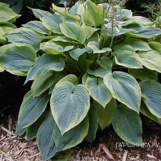 Хоста Алватин Тейлор (L)