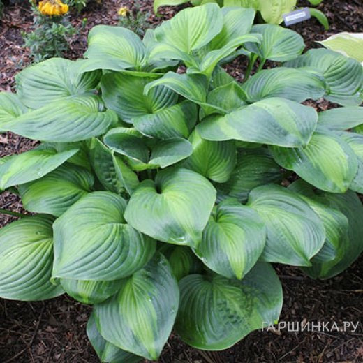 Хоста Авокадо (ML)