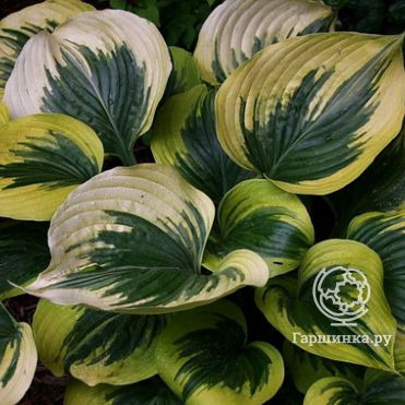 Хоста Бродвей (M)