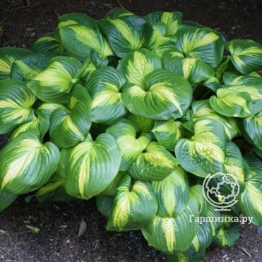 Хоста Кафедрал Уиндоуз (L)