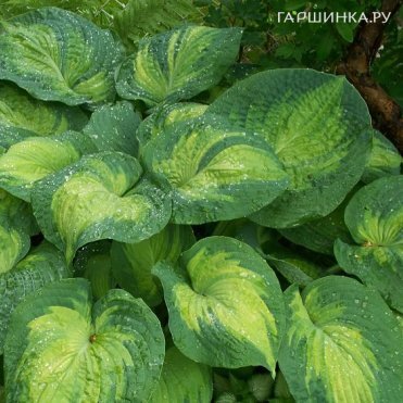 Хоста Колор Глори (ML)