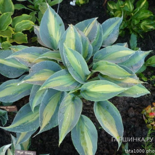 Хоста Гранд Маркью (M)