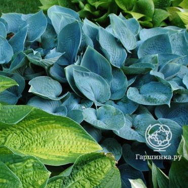 Хоста Хедспен Блу (SM)