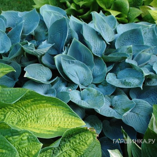 Хоста Хедспен Блу (SM)