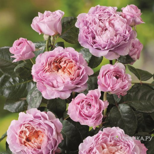 Роза Айсфогель чайно-гибридная, Тантау (лиц)