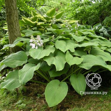 Хоста Кингсайз (XL)