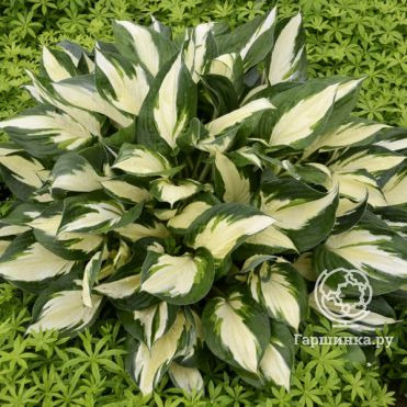 Хоста Лоялист (SM)