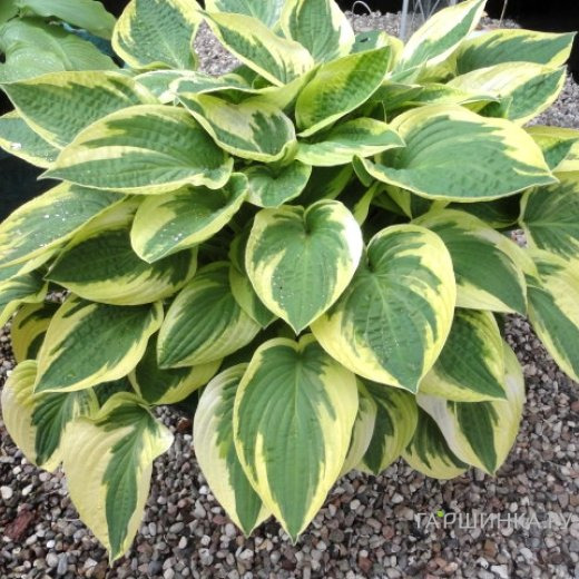 Хоста Мама Миа (M)