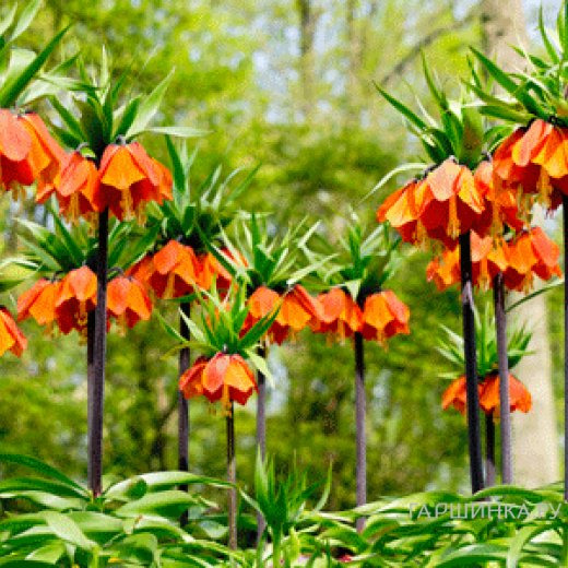 Рябчик Аврора императорский