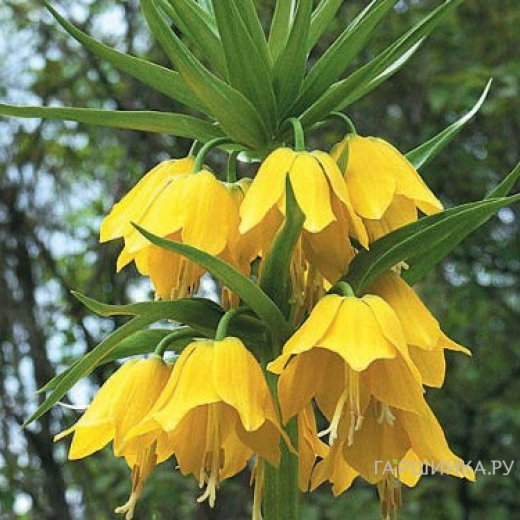 Рябчик Лютеа императорский