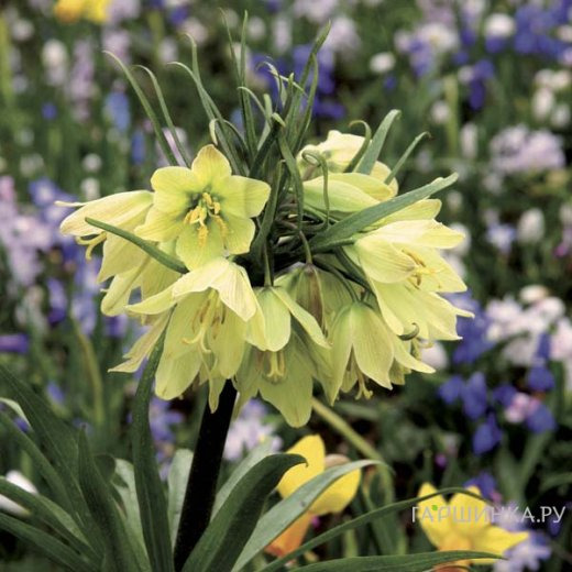 Рябчик Раддеана императорский