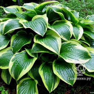 Хоста Куин Джозефине (M)