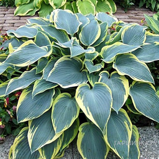 Хоста Роберт Фрост (M)