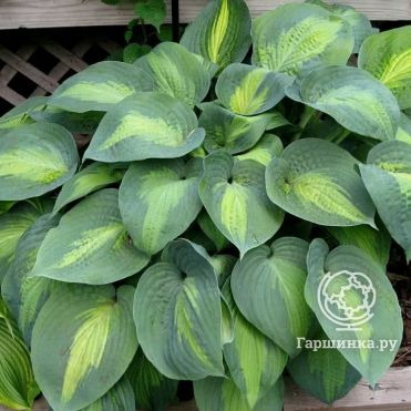 Хоста Сант Паул (M)