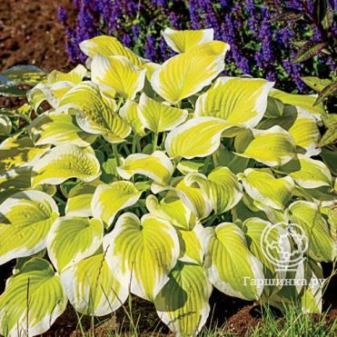 Хоста Спринг Монинг (M)