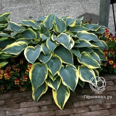 Хоста Валлейз Глечер (SM)