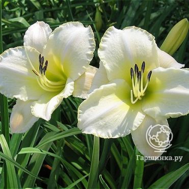 Лилейник Арктик Сноу