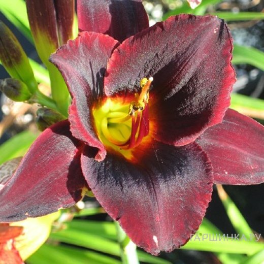 Лилейник Чоколат Кэнди