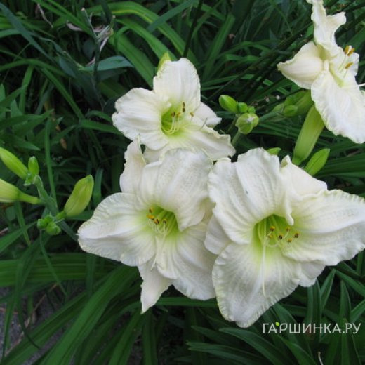 Лилейник Кул Ит