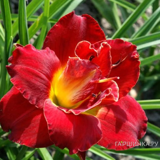 Лилейник Хайленд Лорд