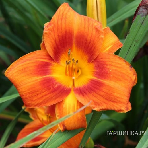 Лилейник Холидэй Делайт