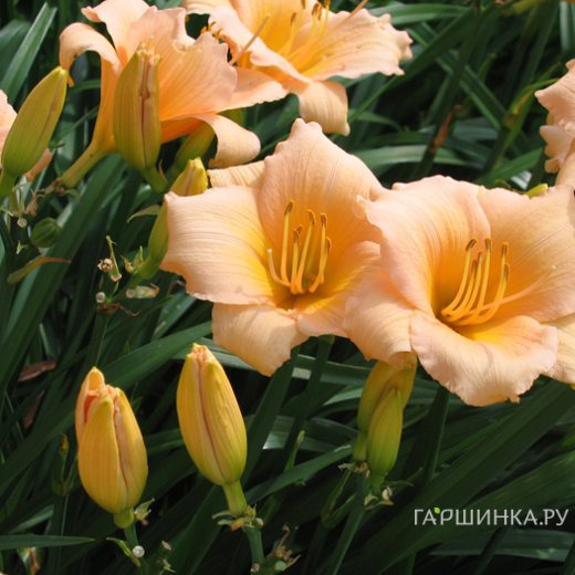 Лилейник Мини Перл