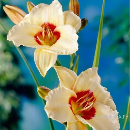 Лилейник Пандорас Бокс