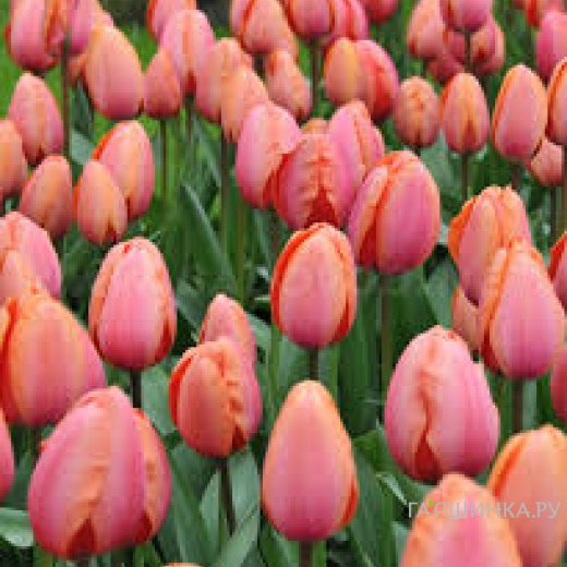 Тюльпан Априкот Импрешн Дарвина 5шт